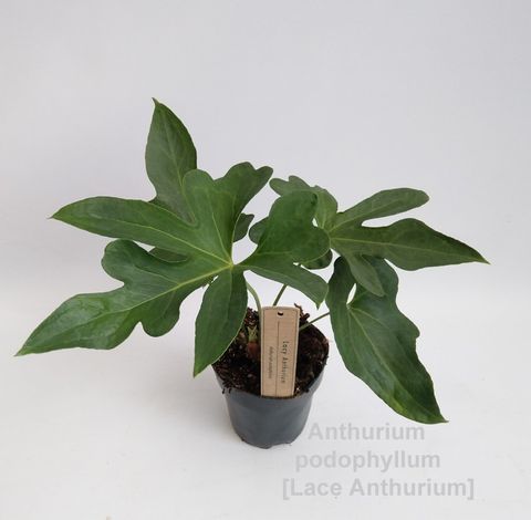 Антуриум podophyllum