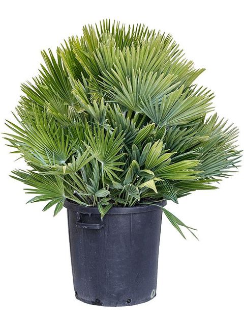 Chamaerops humilis 'Vulcano'