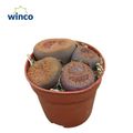 Lithops