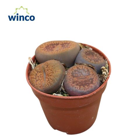 Lithops
