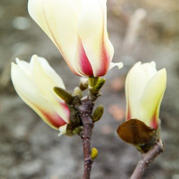 Magnolia concinna 'Sunrise'