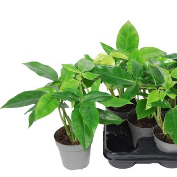 Syngonium podophyllum 'Trileaf Wonder'