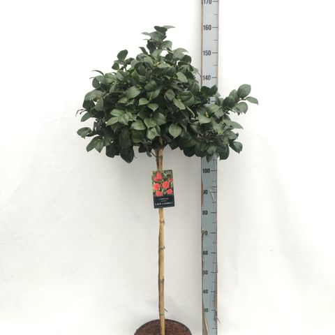 Camellia japonica 'Lady Campbell'