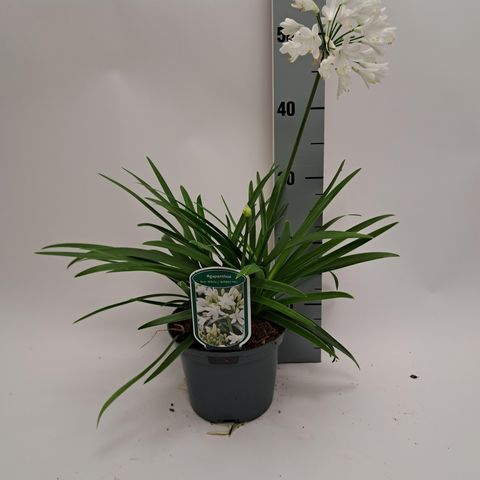 Agapanthus EVERPANTHUS EVER WHITE