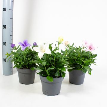 Platycodon grandiflorus ASTRA MIX