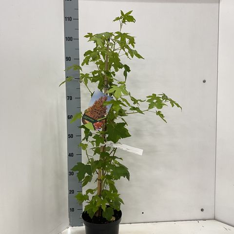 Liquidambar styraciflua