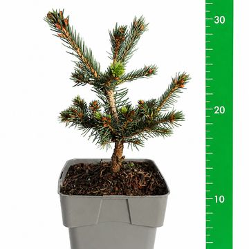 Picea pungens 'Lucky Strike'