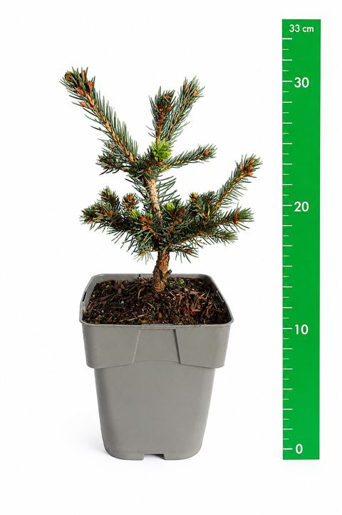 Picea pungens 'Lucky Strike'