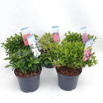 Rhododendron JAPANESE AZALEA MIX (AJ)