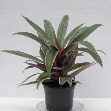 Tradescantia spathacea