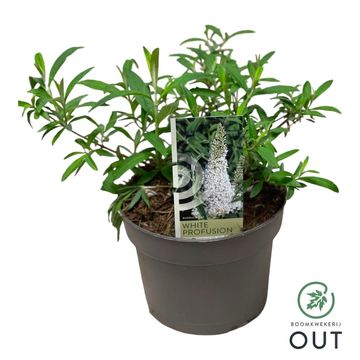 Buddleja davidii 'White Profusion'