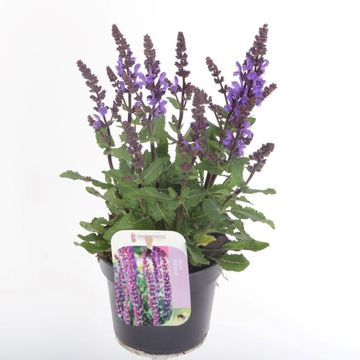 Salvia nemorosa 'Noche'