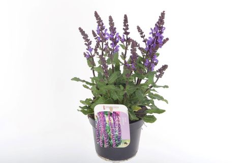 Salvia nemorosa 'Noche'