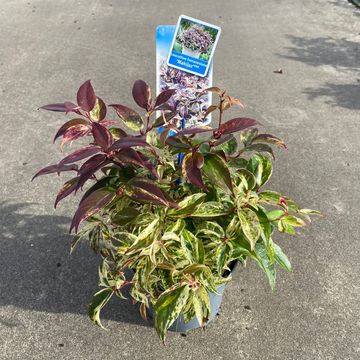 Leucothoe fontanesiana 'Makijaz'