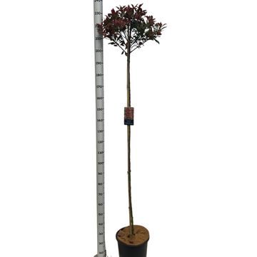 Photinia x fraseri CARRÉ ROUGE