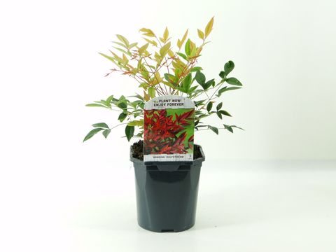 Nandina domestica 'Gulf Stream'