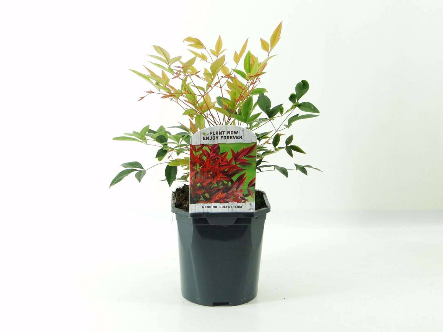 Nandina domestica 'Gulf Stream'  Pflanzengrohandel FlorAccess