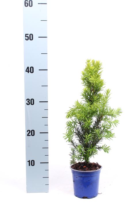 Taxus x media 'Hicksii'
