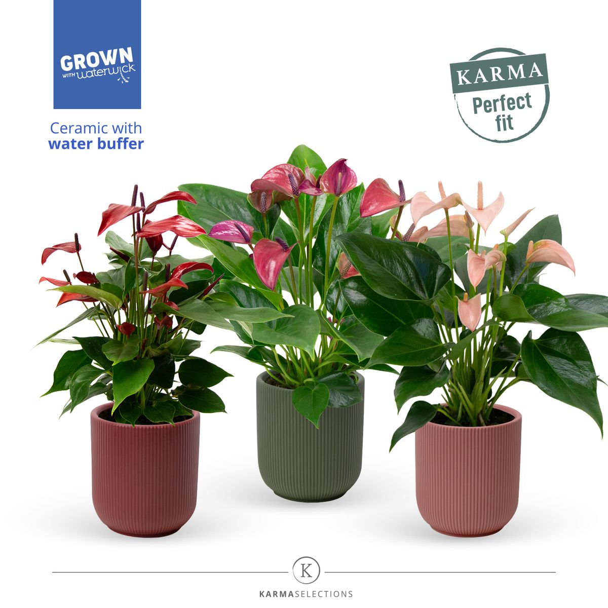 Anthurium　フォロー割 Anthurium MIX — Plant Wholesale FlorAccess