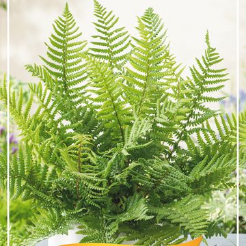 Dryopteris wallichiana