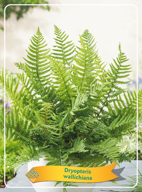 Dryopteris wallichiana