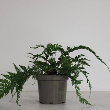 Athyrium otophorum 'Okanum'