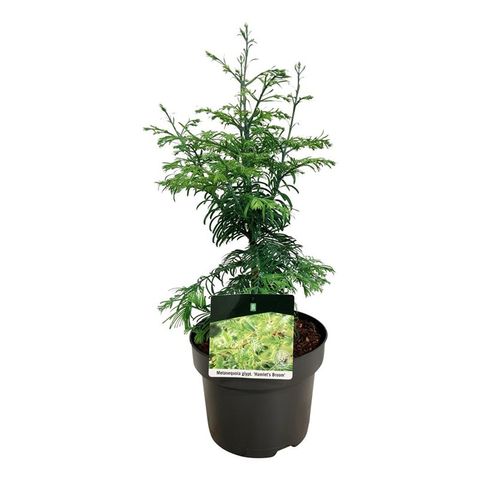 Metasequoia glyptostroboides 'Hamlet's Broom'
