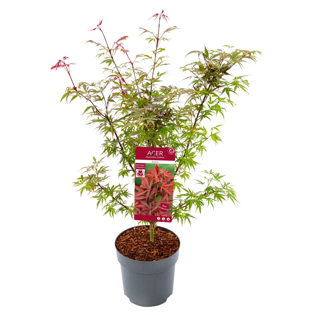 Acer Palmatum Shaina Plant Wholesale Floraccess