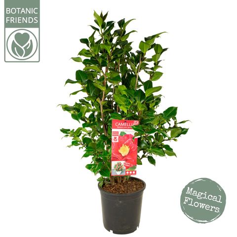 Camellia japonica 'Dr. King'