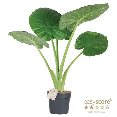 Alocasie 'Calidora'