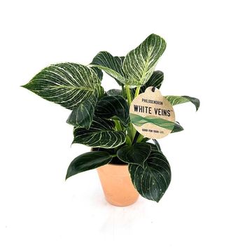 Philodendron 'White Veins'