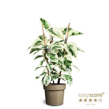 Ficus elastica 'Tineke'