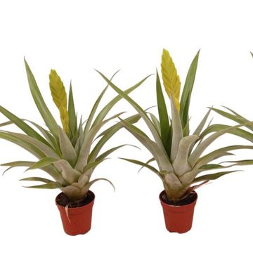 Tillandsia oerstediana