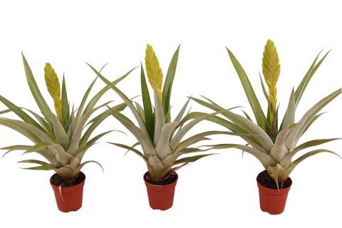 Tillandsia oerstediana