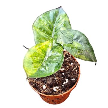 Alocasia 'Yucatan Princess Aurea'