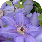 Clematis 'Alice Fisk' (EL)