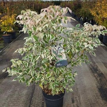 Acer negundo 'Flamingo'