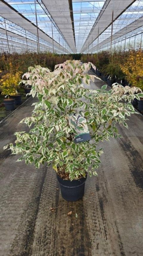 Acer negundo 'Flamingo'