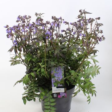 Polemonium 'Heaven Scent'