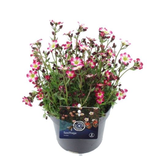 Saxifraga MARTO PICOTEE RED