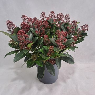 Skimmia japonica 'Rubella'