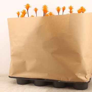 Calathea crocata 'Tassmania'