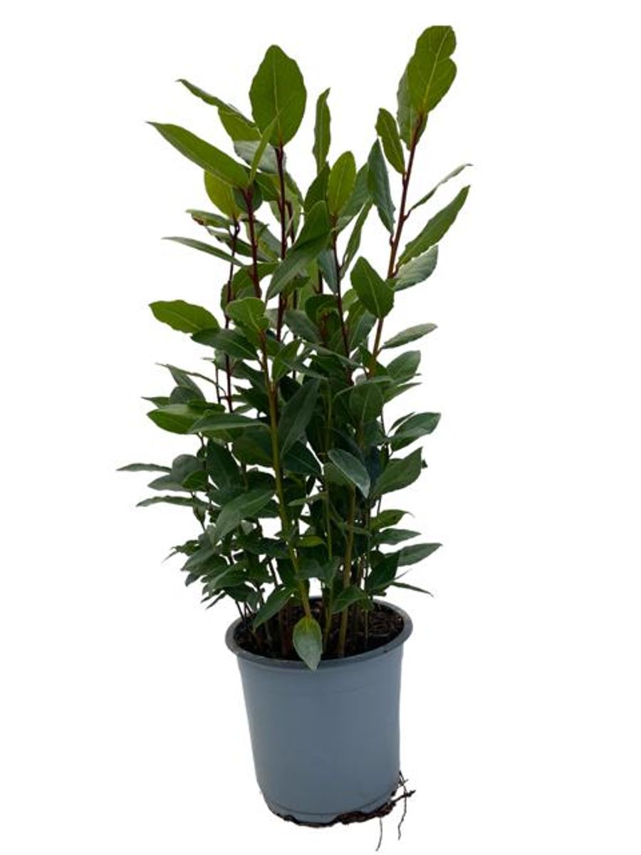 Laurus nobilis — Plant Wholesale FlorAccess