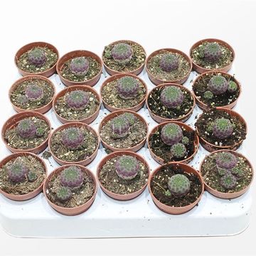 Sulcorebutia rauschii