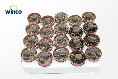 Sulcorebutia rauschii
