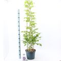 Wisteria sinensis 'Prolific'