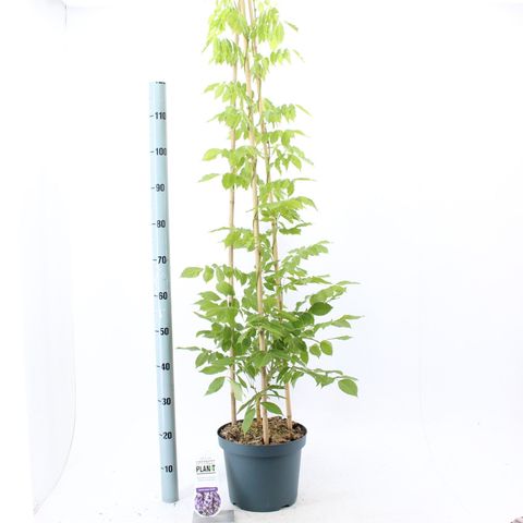 Wisteria sinensis 'Prolific'