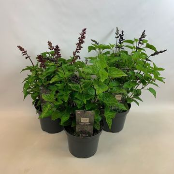 Salvia SALGOON MIX