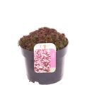 Saxifraga TOURAN DEEP RED