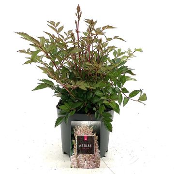 Astilbe 'Look at Me'